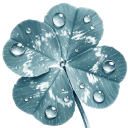dewy